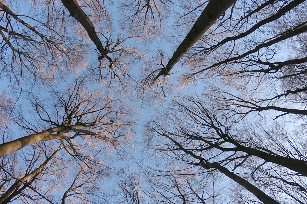 Filmabend 'Das geheime Leben der Bäume'